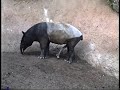 king of the beasts