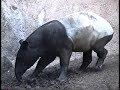 king of the beasts