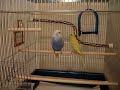 Budgie war