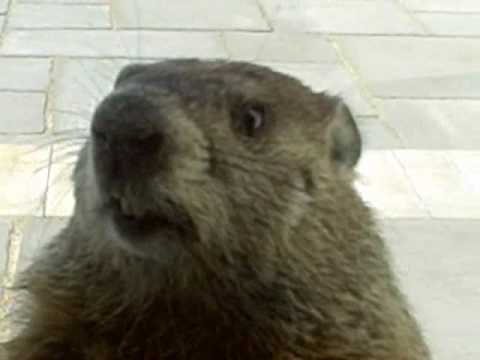 Groundhog Delays NASCAR Practice For 10 Minutes Before Being Caught