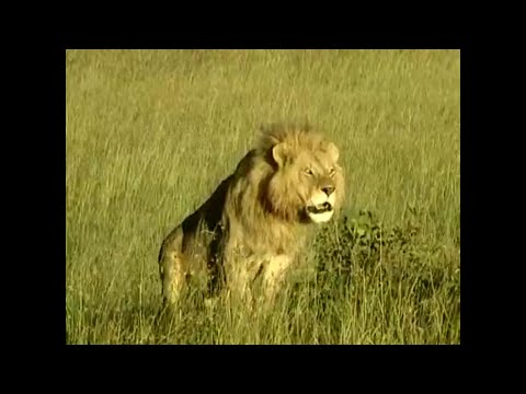 Image de prévisualisation YouTube