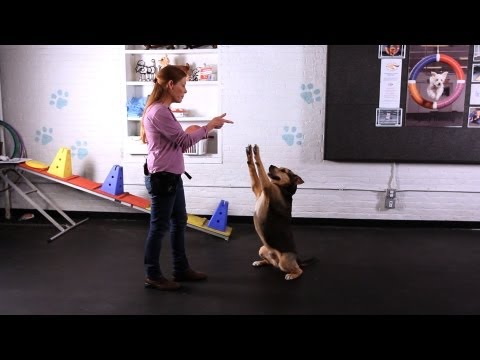 How to Teach the Freeze Dog Trick aka Stick 'em Up Trick | Dog Tricks