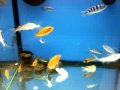 China Fish Tank