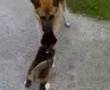 diesel & desi johal
