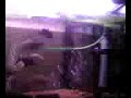 www.piranhalar.com www.piranhalar.com