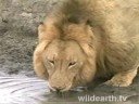 Male Lion @ Gowrie Pt.4 Male Lion @ Gowrie Pt.4