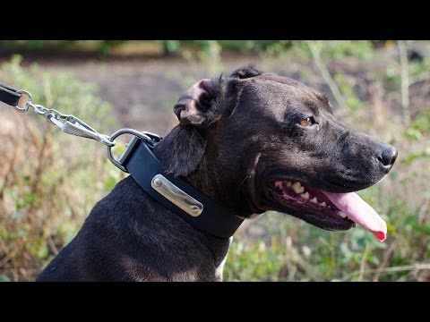 how to attach id tag to dog collar