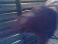 videos de Peña Vicio 08