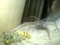 wasp vs spider wasp vs spider