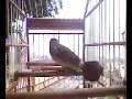 Trinca Ferro Maluc�o  \"S� na Repica��o\"