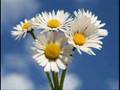videos de Mes Fleurs et mes Lampes type Tiffany