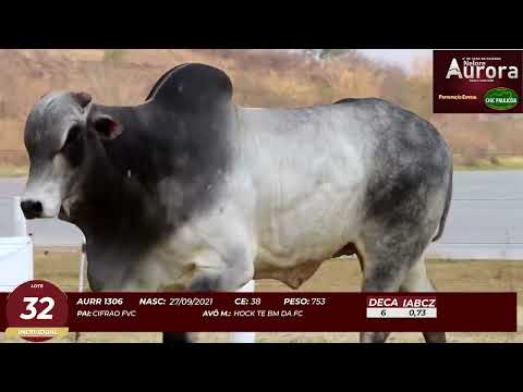 4� De Olho na Fazenda - NELORE AURORA participa��o Chico Paulic�ia