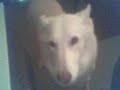 Sandy the Talking and Singing Dog