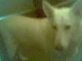 うたう犬動画
