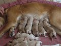 new born labrador retreivers nursing /LADIES PUPPIES 09 013