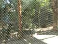 videos de zoo
