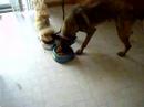 Maj the former psycho Pomeranian with Max (aka Vinnie)4of4