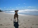 staffie sasha my dog staffie sasha my dog