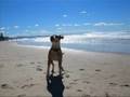 staffie sasha my dog