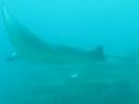 raies manta raies manta