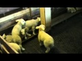 Sheep in Norway - sauer i Nissedal