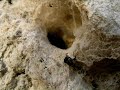 la lucha de los insectos  arañas 