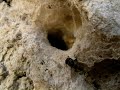 la lucha de los insectos  arañas 
