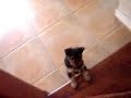 Perro del UndaKa Perro del UndaKa
