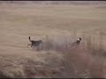 The Race