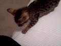 New Kitten's Litter Box Triumph