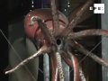 Museo parisino exhibe calamar plastificado de 6,5 metros