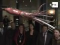 Museo parisino exhibe calamar plastificado de 6,5 metros