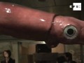 Museo parisino exhibe calamar plastificado de 6,5 metros