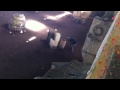 10.05.2012 Oschatz Fliegerhorst Paintball