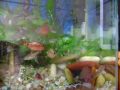 terminei de limpar e estou compartilhando com voces meus peixinhos, não são umas gracinhas? 