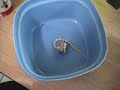 video# 1 honduras snow corn snake feeding