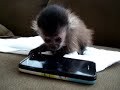 Malá opica a iPod