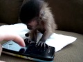 iPhone monkey