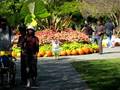 videos de tinkerbell at the arboretum