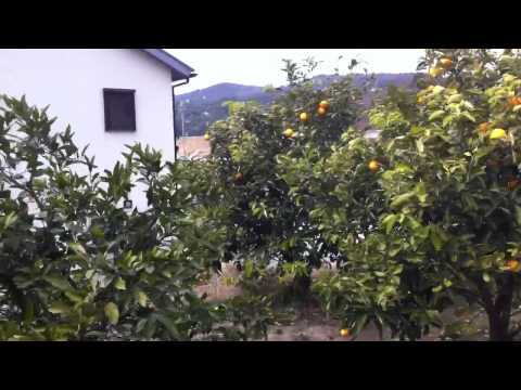 how to harvest oranges