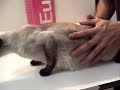 gatitos al nacer