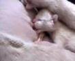 gatitos al nacer