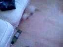 ferret madness!charlie & weaner (our ferrets) up to mischeif