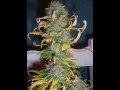 The Reefer Song By Mindless Drug Hoover The Reefer Song By Mindless Drug Hoover