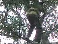 victor nearly fawin oot the tree