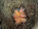 Three of the four baby robins have hatched