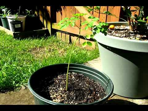 how to grow ilang ilang