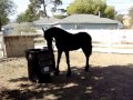 ytsen friesian stud colt