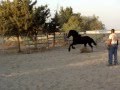 ytsen friesian stud colt