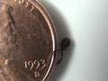 Weird Little Arachnid - Pseudoscorpion